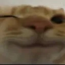 catwink
