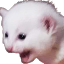 EN_catscream Discord emoji