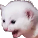 EN_catscream