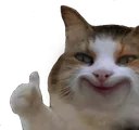 cat_morer_smile