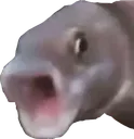 z_PogFishANR