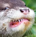 grrr