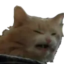 3CattoDisgusted
