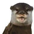 rareotter