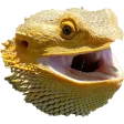 auriHappy