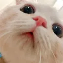 catsmell catsmell