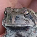 1angerytoad