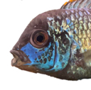 fishhead Discord emoji