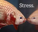 feesh_stress