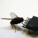 el_bug