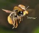 le_bee