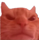 angrycat angrycat