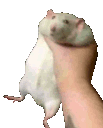 Rat_SHAKE_Inv