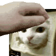petbreadcat Discord Emoji