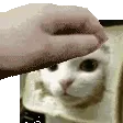 petbreadcat