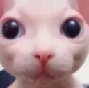 bingus_stare