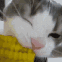 corn1