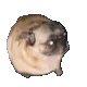 DoggoDance