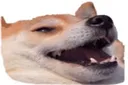 doggie doggie