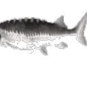 FISHES
