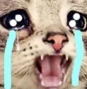 FR0GE_CatCry2