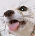 fenboop2