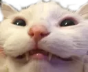 CatSmile