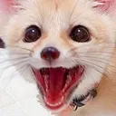 fenaaa