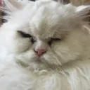 Cat Angry cat_angry Discord Emoji