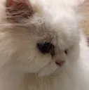 cat_serious_look Discord Emoji