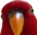 WilsonParrot