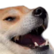 doggo_kek