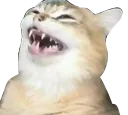 better_cat_wheeze better_cat_wheeze