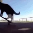 sk8cat