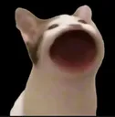 cat Discord Emoji