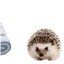badhedgehog