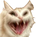 cat_reeee cat_reeee