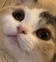 wot