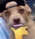 WDG_swagdog Discord emoji