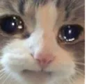 catcry