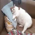 SadCatZoom