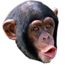 Pogchimp Pogchimp Discord Emoji