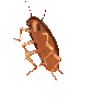 spinningcockroach