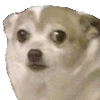 dogshake