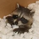 TPboxracc