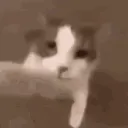 catkiss