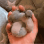 babyotters