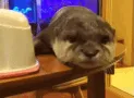 otteryawn