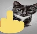 cat Discord Emoji