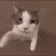 cat_kiss